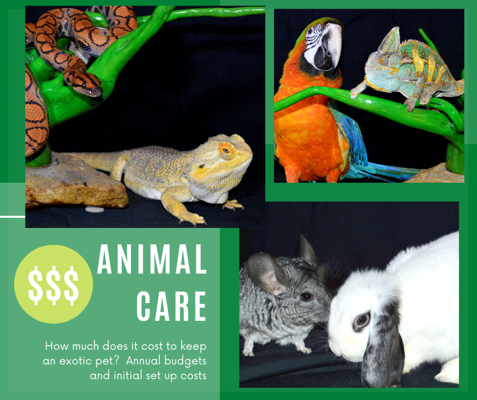 Animal Care: How much does it cost to keep an exotic pet? - Ferrets and  Friends, LLC