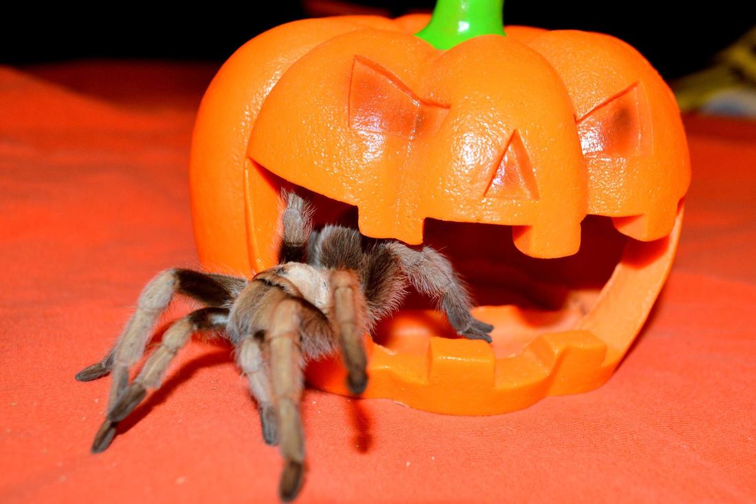 A tarantula is crawling our of a jack-o-lantern decoration