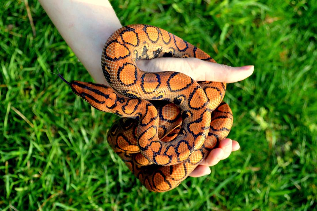 An orange and black snake is resting in a person's hand