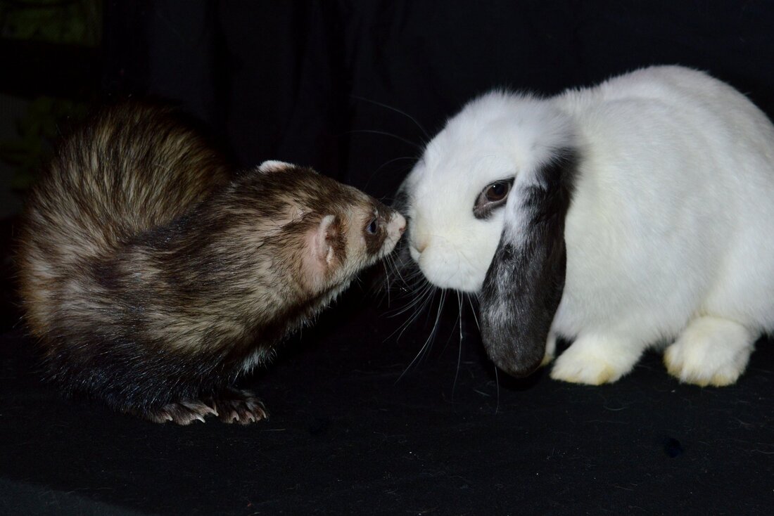 A brown ferret and white bunny are sniffing each other's noses