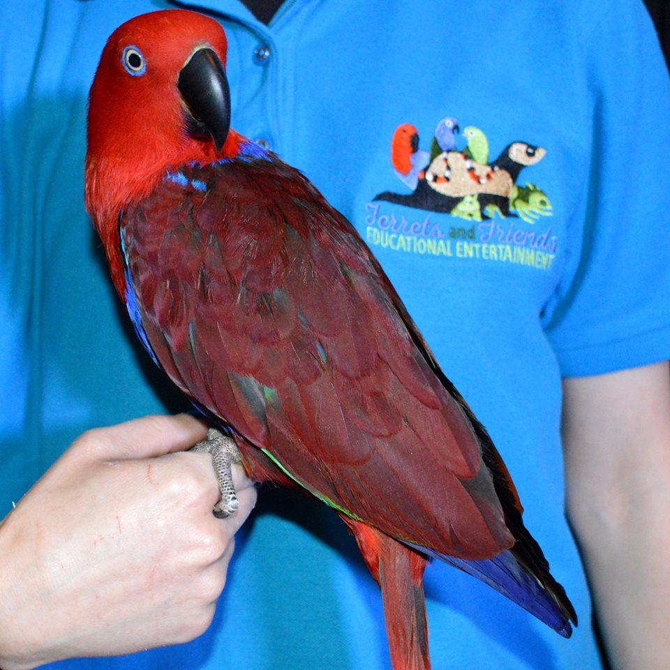 Medium sized parrot with a red head and purple body with some blue feathers on her wings