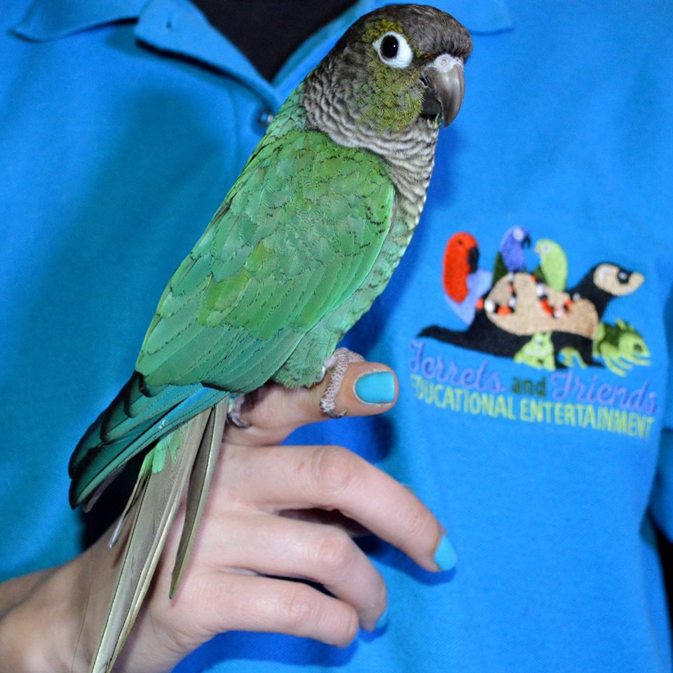 Smalll parrot with blue, green, and teal wings.  Her head and tail are grey