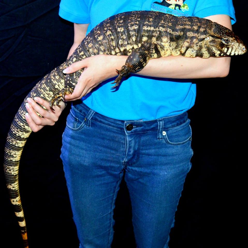 Large black and white patterned lizard being held with two hands.  The body is the length of the person's arm while the tail drapes down past the person's knees