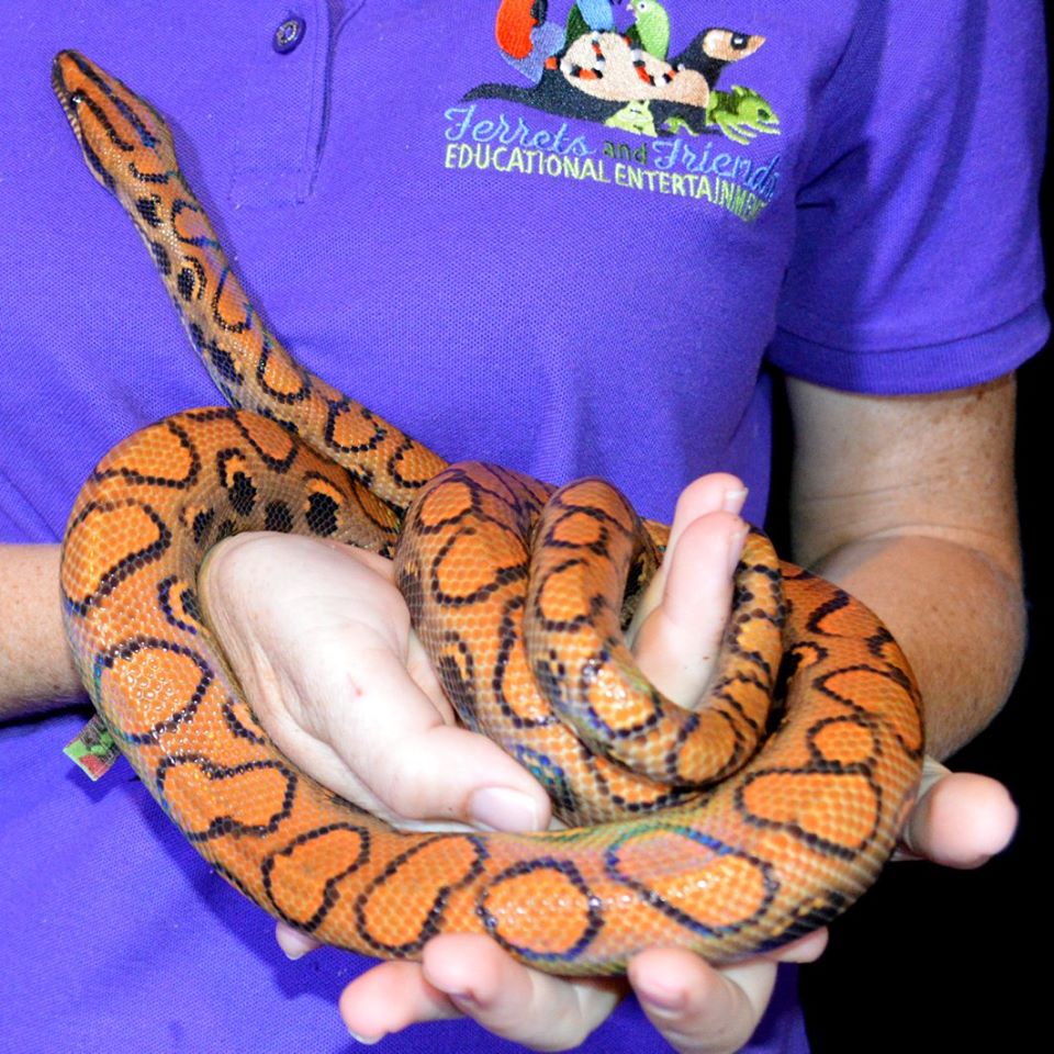 Orange snake with black marking and an iridescent shine.  Snake is wrapped around the person's hands and arms multiple times