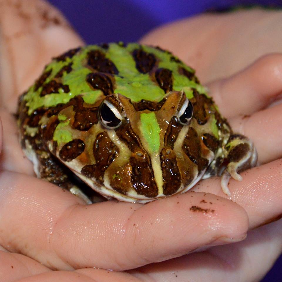 Green and brown frog resting in hand