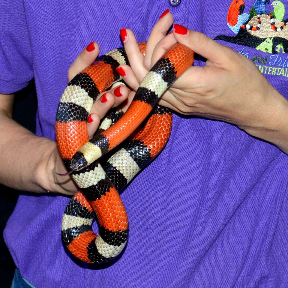 Red, black, and white striped snake wrapped around a person's hand