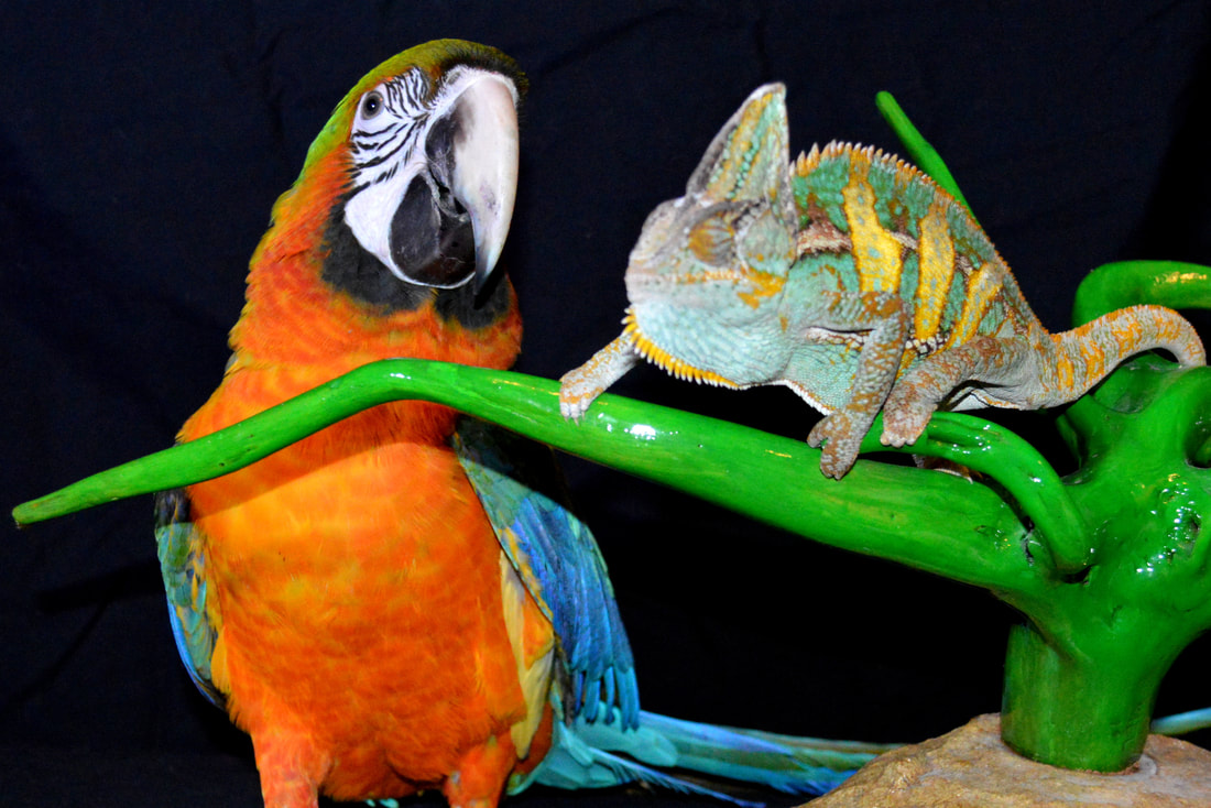 Large brightly colored parrot sits behind a branch that has a chameleon resting on it