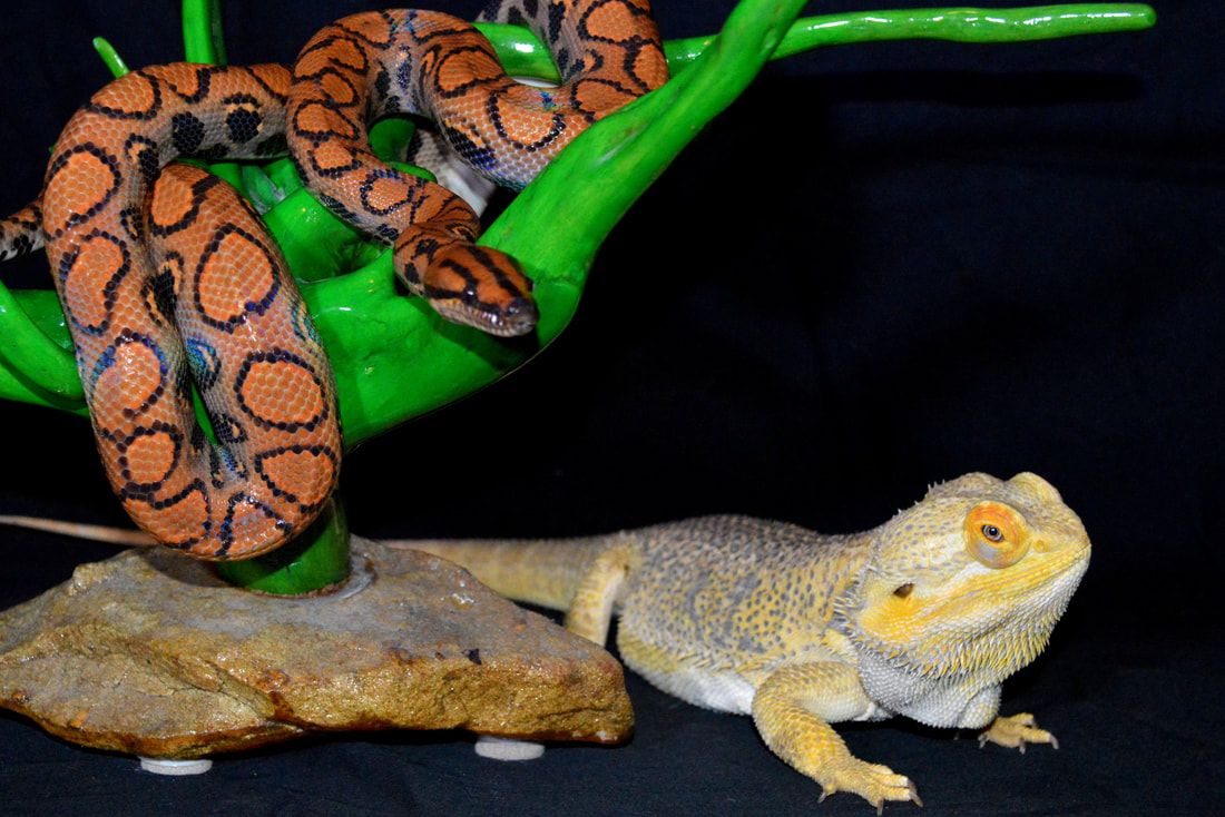 Orange snake rests on decorative time while a yellow lizard sits nearby