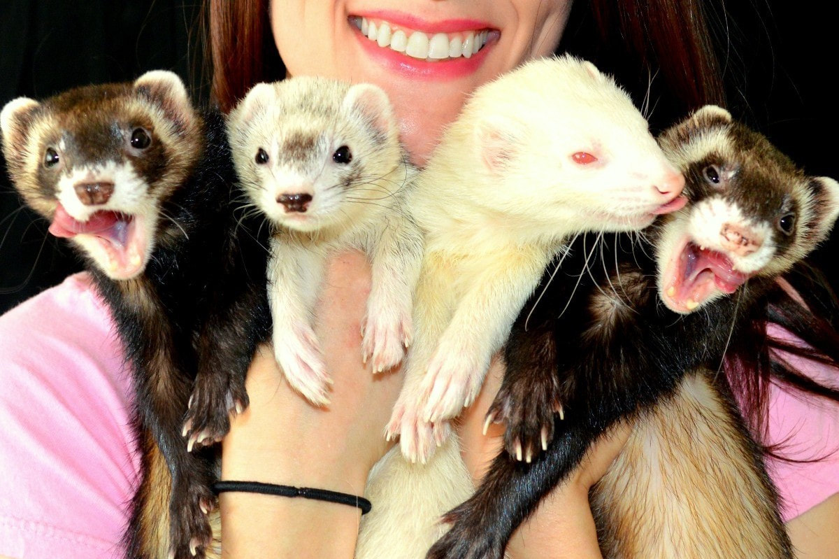 A smiling person is holding four ferrets at once. Two of the ferrets are brown, one is silver, and one is white