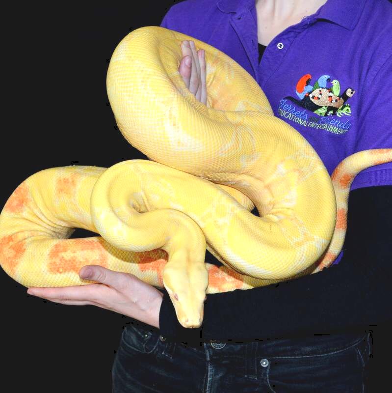 Large yellow boa being supported by two hands