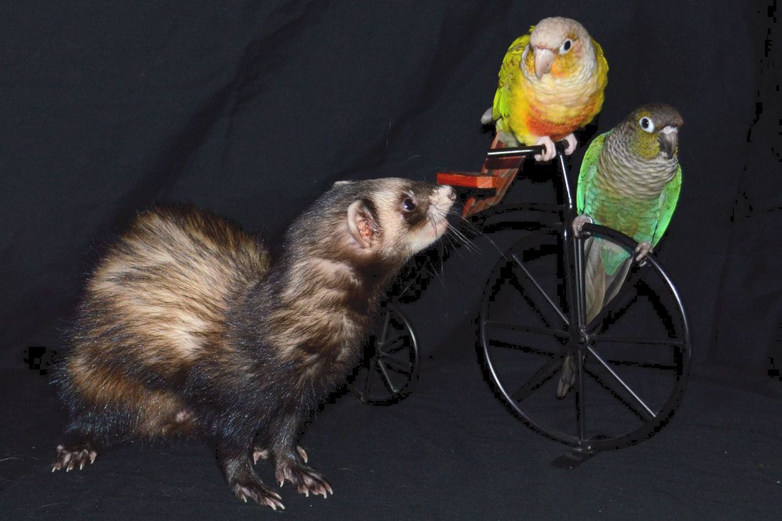 Brown and black ferret looks curiously at two small parrots perched next to him